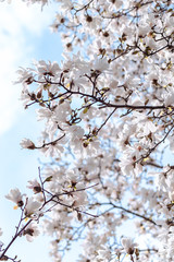 Kirschblüten Frühling