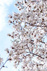 Kirschblüten Frühling