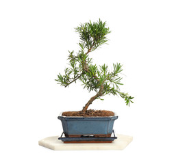 Japanese bonsai plant isolated on white. Creating zen atmosphere at home