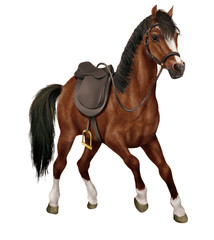 Obraz premium cheval, animal, en selle, brun, étalon, isolé, poney, mammifère, ferme, jument, noir, chevalin, nature, galop, crin, poulain, amoureux des chevaux, beau, cheval, course, andalou, arabe, gallois, deux