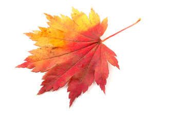 Autumn maple leaf