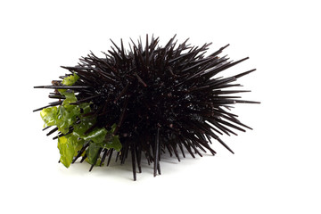 Black sea urchin and alga
