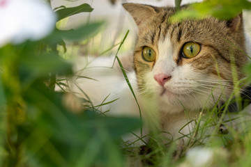 Naklejka na ściany i meble Close up of munchkin cat's face hiding in the green garden