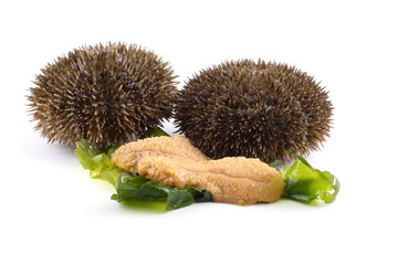 Gray sea urchin and caviar
