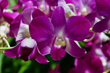 Blüte einer Orchidee