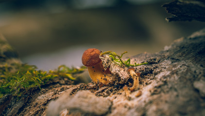 Mushroom