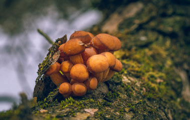 Mushroom