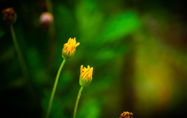 Daisies growing in the wild