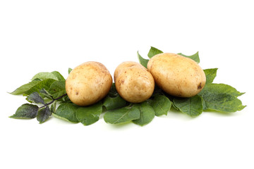 Cream color potatoes on leaves