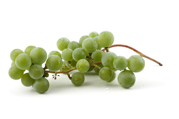 White wine grape
