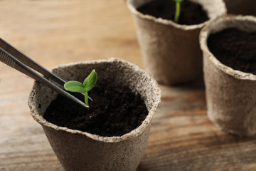 Planting young seedling into peat pot on wooden table