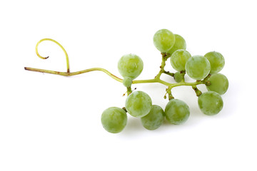 White wine grape