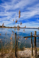 ETANG DOMBES AIN ( O1) AIN FRANCE