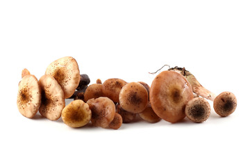 Honey agaric mushrooms