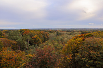 Fototapeta premium Panoramic scenic view of dutch forrest in autumn fall. 