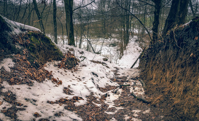 Winter forests