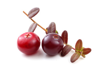 Cranberries and leaves