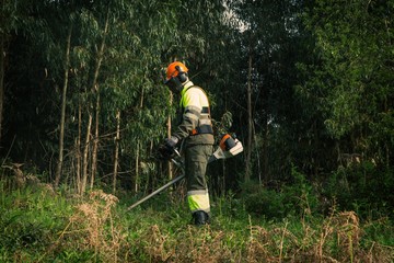 Naklejka premium Forestry worker