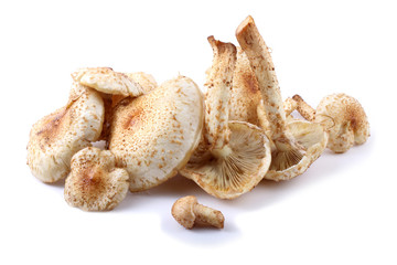 Honey agaric mushrooms (Pholiota squarrosa variety)