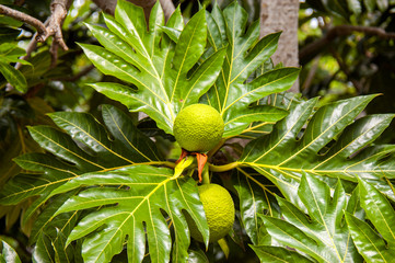 Fruits and leaves of Breadfruit (Artocarpus altilis), Cuba