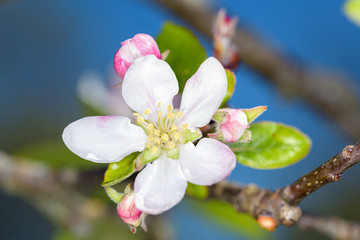 Apple blossom in spring time