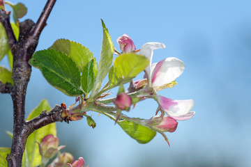 Apple blossom in spring time