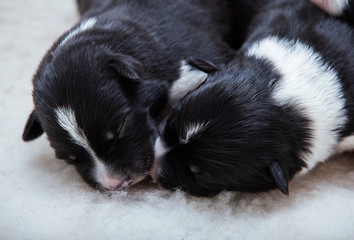 Fototapeta na wymiar Two adorable newborn border collie puppies lying together