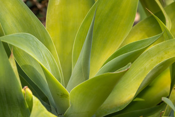 Obraz premium Agave (Agave attentuata) in Costa Rica