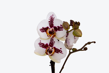 Weiss Rot Orchidee