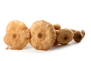 Honey agaric mushrooms