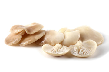 Fototapeta na wymiar White oyster mushrooms