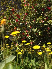 dettaglio camelia  in giardino