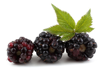 Three blackberries and leaf