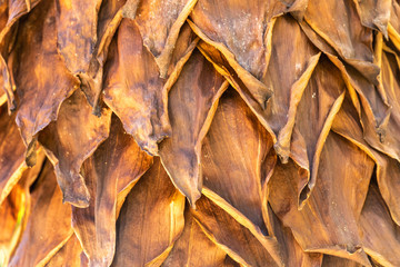 Palme in Costa Rica