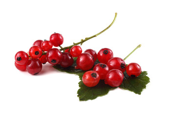 Red currant and leaf