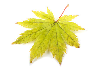 Autumn maple leaf