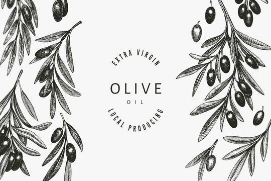 Olive branch design template. Hand drawn vector food illustration. Engraved style mediterranean plant. Retro botanical picture.