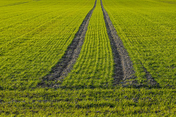 GERMANY, BONN. a dark track of a harvester crosses  a field with fresh wintergrain at the beginn of...