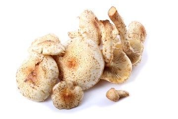 Honey agaric mushrooms (Pholiota squarrosa variety)