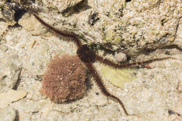 Ophiura albida is a species of brittle star in the Tanzania