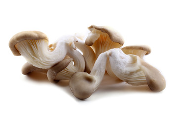 Oyster mushrooms