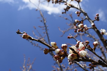 Flowering branches of an apricot tree on a background of blue sky.