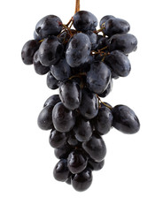 Growing black grape
