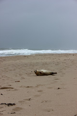 Fototapeta na wymiar Dead and Alive Animals at Sylt Island