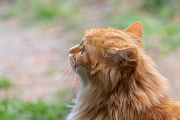 Chat angora roux
