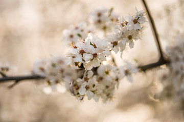 wild mirabelle blossom in springtime