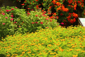 Yeloow Flowers And Red Flowers In The Small Garden