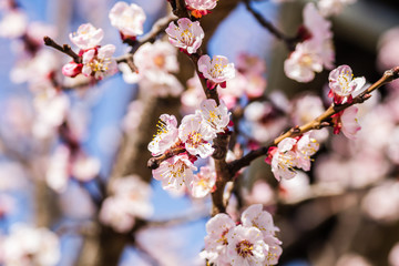 Spring flowers young apricot trees 
