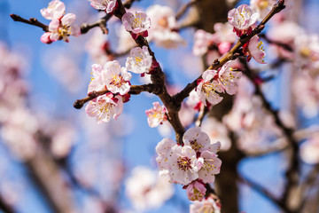 Spring flowers young apricot trees 