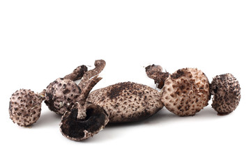 Strobilomyces strobilaceus (